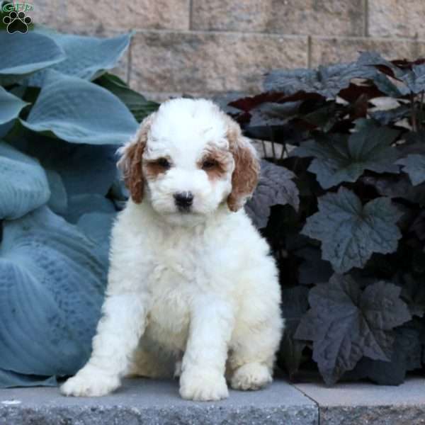 Brody, Mini Goldendoodle Puppy