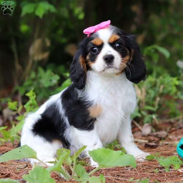 Brooke, Cavalier King Charles Spaniel Puppy