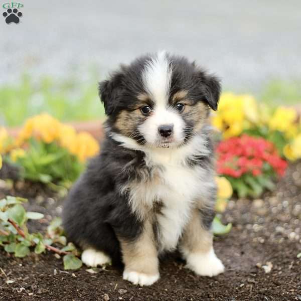 Brooklyn, Miniature Australian Shepherd Puppy