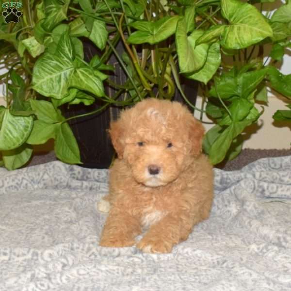 Brownie, Mini Aussiedoodle Puppy