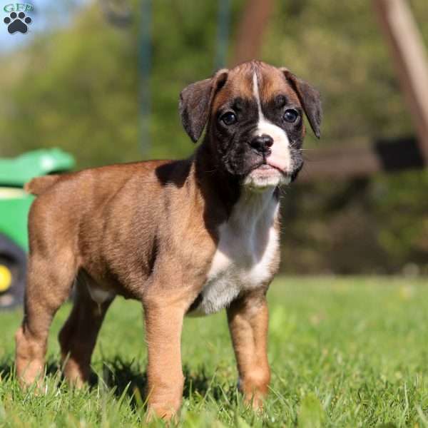 Bruno, Boxer Puppy