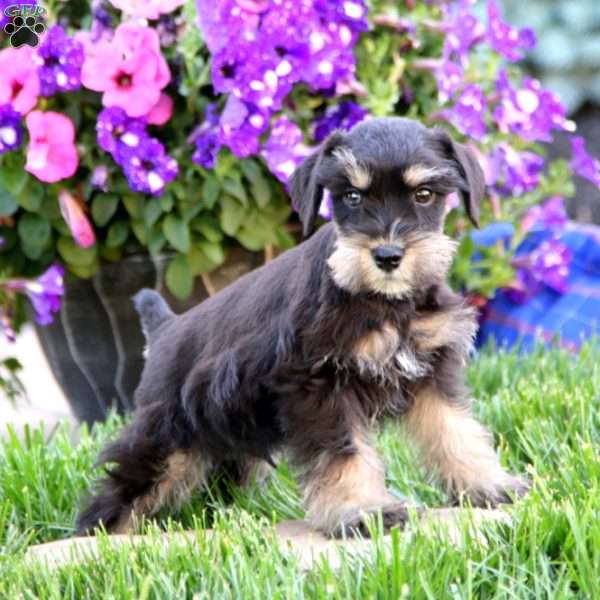 Bryce, Miniature Schnauzer Puppy