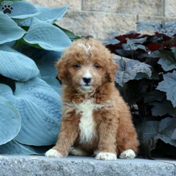 Bryce, Mini Goldendoodle Puppy