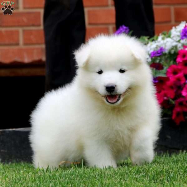 Bryson, Samoyed Puppy