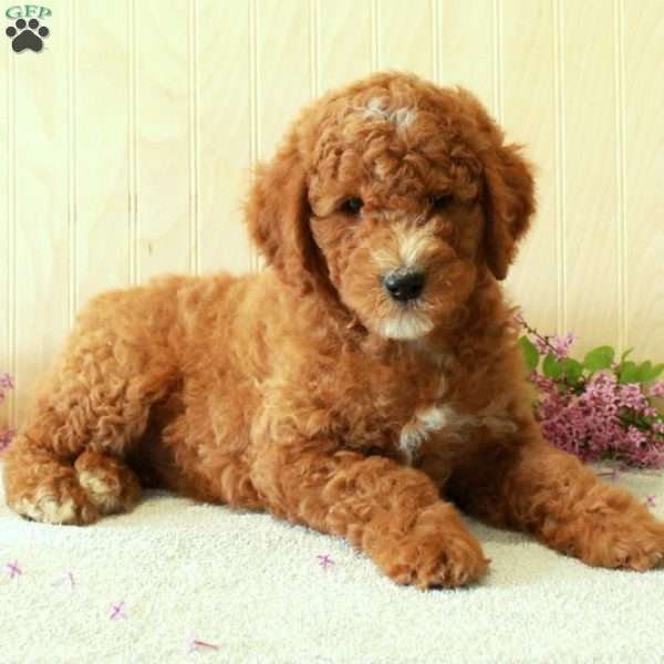 Buddy-Moyen, Standard Poodle Puppy