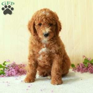 Buddy-Moyen, Standard Poodle Puppy
