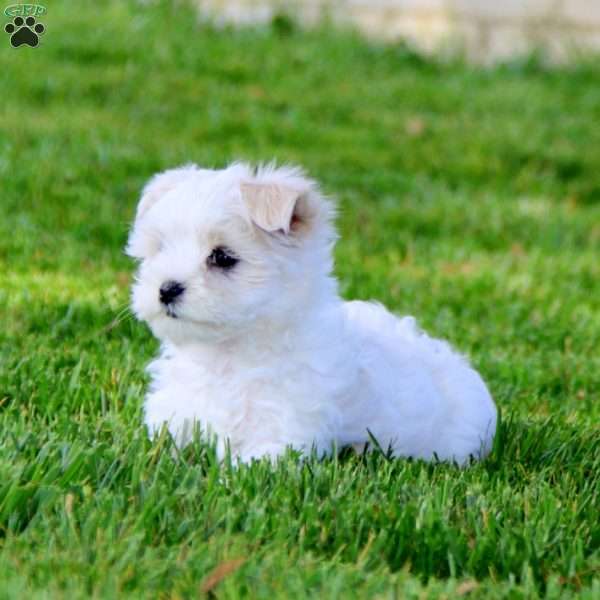 Buddy - Maltese Puppy For Sale in Pennsylvania