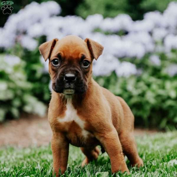 Buddy, Boxer Puppy