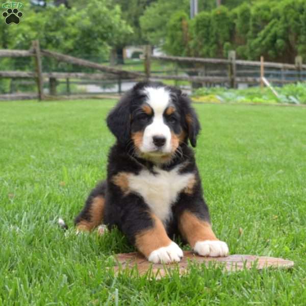 Buster, Bernese Mountain Dog Puppy