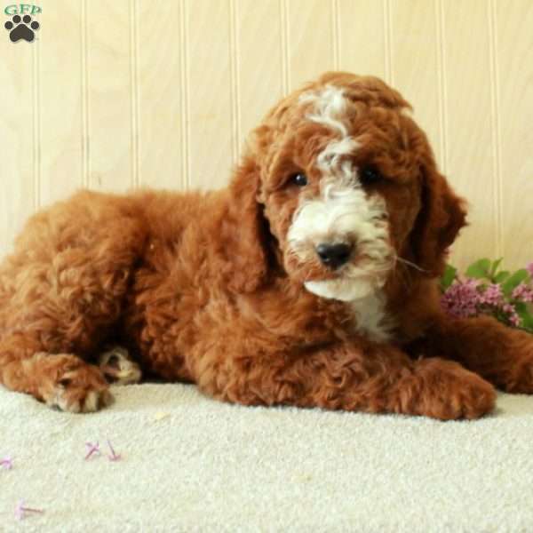 Buster-Moyen, Standard Poodle Puppy