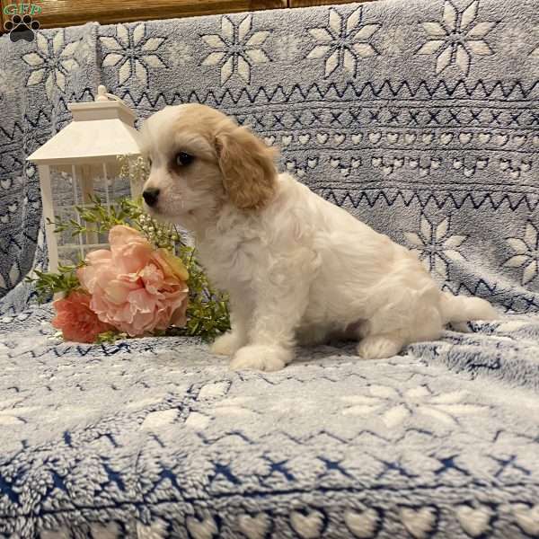 Tessie, Cavachon Puppy