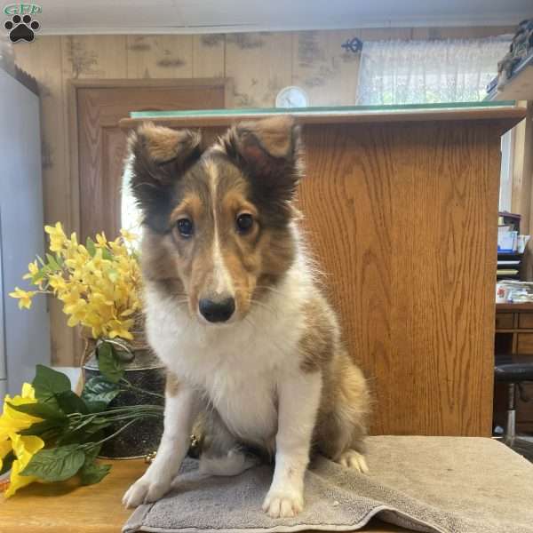 Murphy, Sheltie Puppy