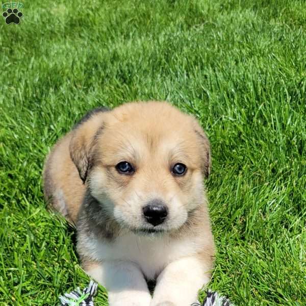 Dixie, Great Pyrenees Mix Puppy