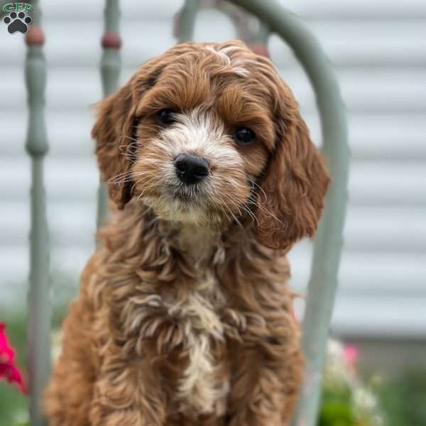 Samson, Cockapoo Puppy