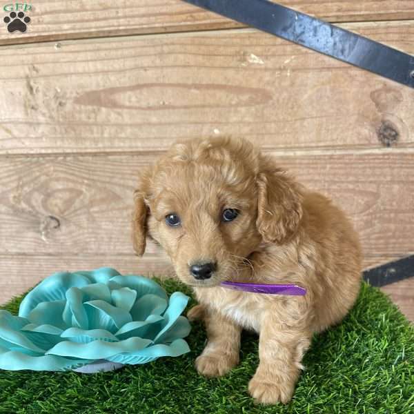 Sprinkle, Mini Goldendoodle Puppy