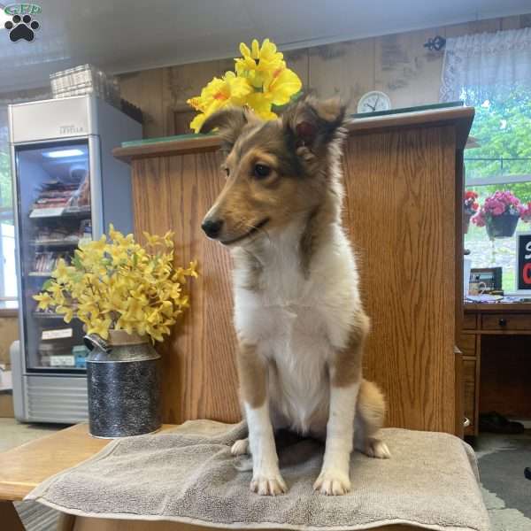 Lassie, Sheltie Puppy