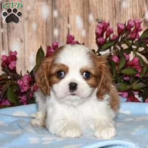 Echo, Cavalier King Charles Spaniel Puppy