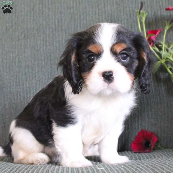 Caden, Cavalier King Charles Spaniel Puppy
