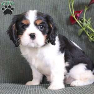 Caden, Cavalier King Charles Spaniel Puppy