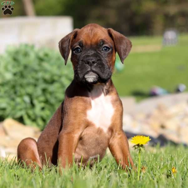 Cain, Boxer Puppy