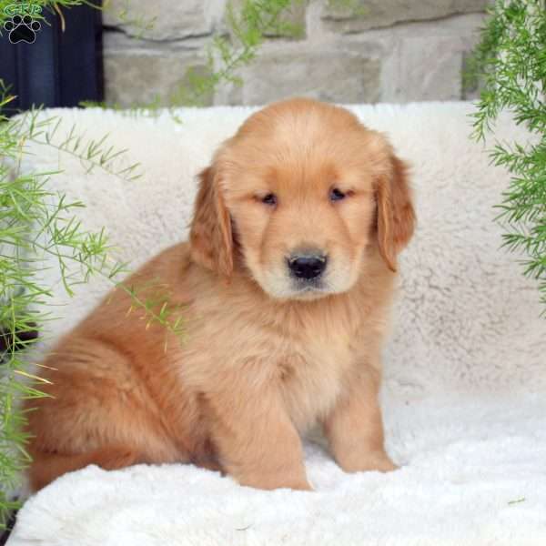 Caleb, Golden Retriever Puppy