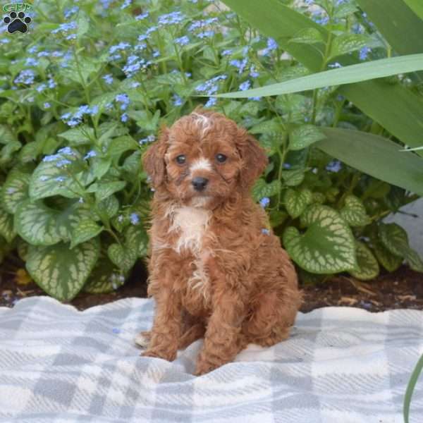 Cali-F1B, Cavapoo Puppy