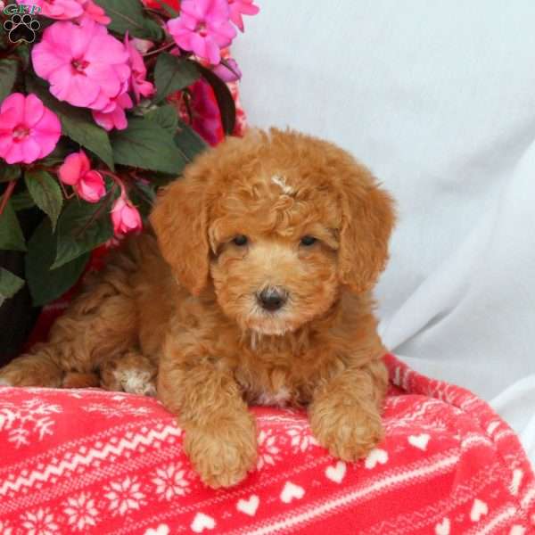 Callie, Mini Labradoodle Puppy