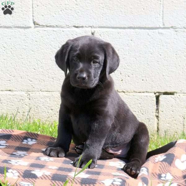 Cameron, Black Labrador Retriever Puppy