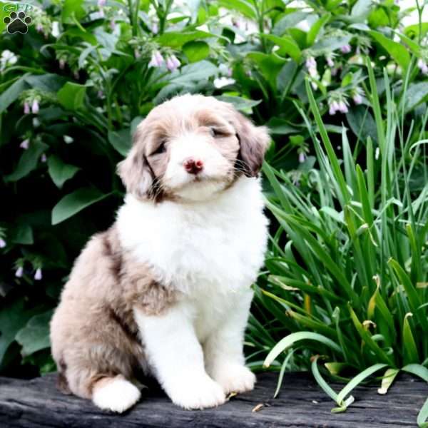 Candace, Mini Aussiedoodle Puppy