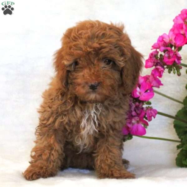 Candy, Miniature Poodle Puppy