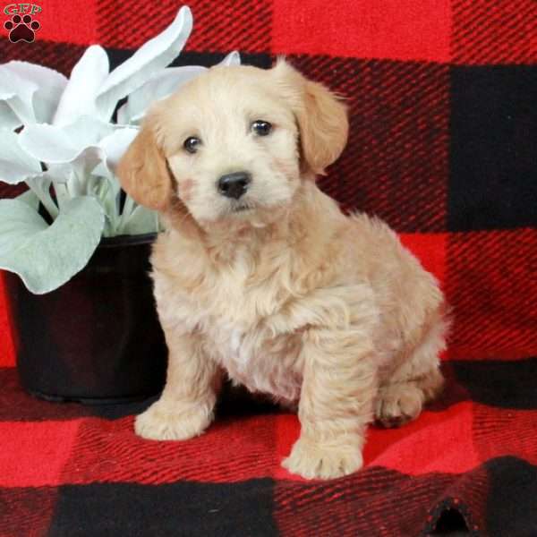 Candy, Mini Labradoodle Puppy