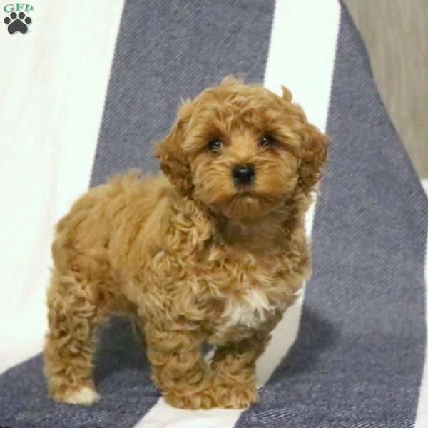 Candy, Miniature Poodle Puppy