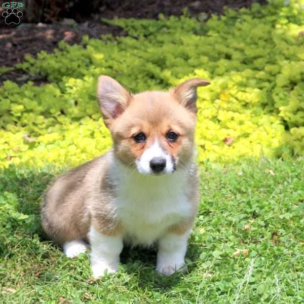 Carla, Pembroke Welsh Corgi Puppy