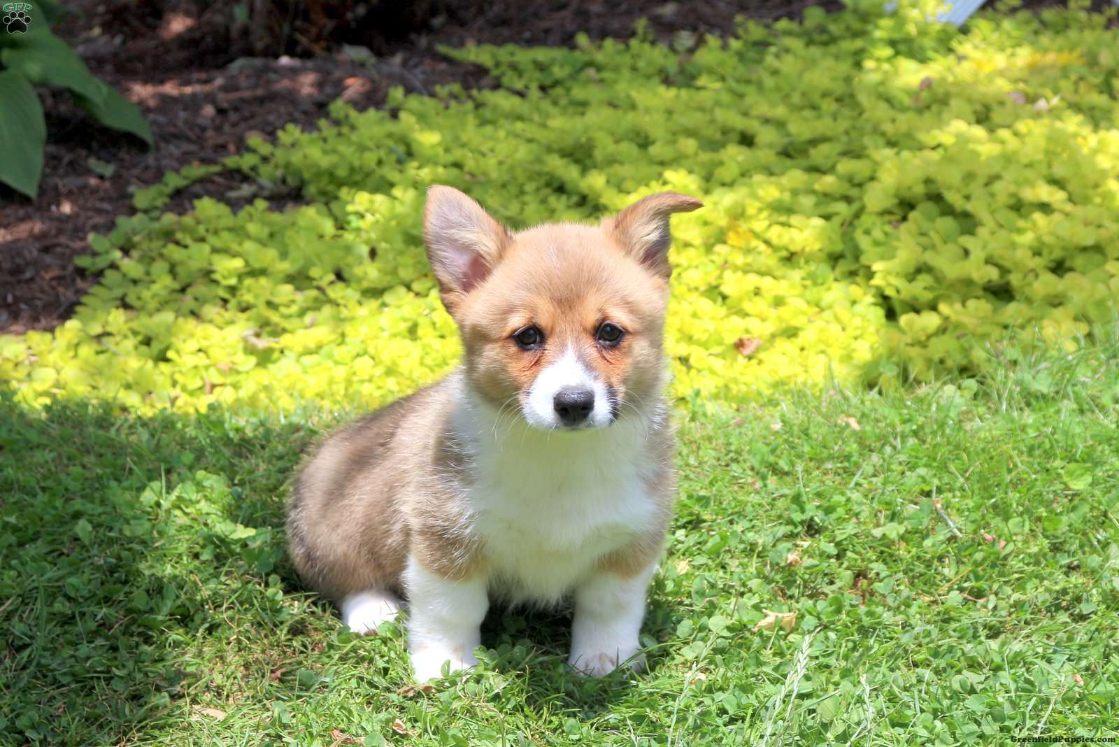 Carla - Pembroke Welsh Corgi Puppy For Sale in Pennsylvania