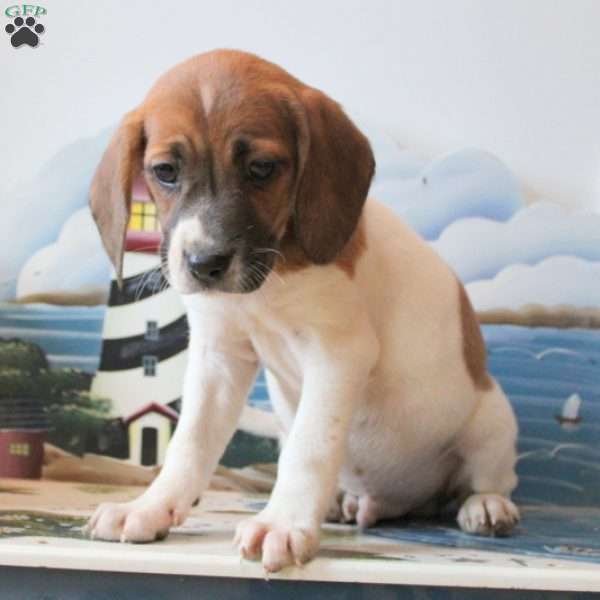 Carlos, Beagle Mix Puppy