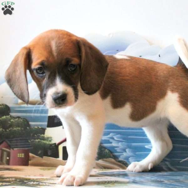 Carly, Beagle Mix Puppy