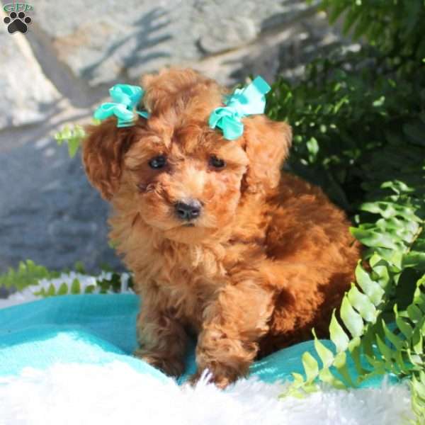 Carmen, Miniature Poodle Puppy