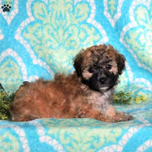 Caroline, Miniature Poodle Puppy