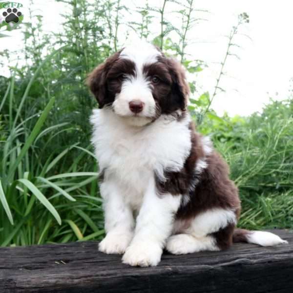 Caroline, Mini Aussiedoodle Puppy