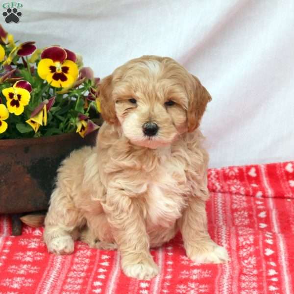 Carson, Mini Labradoodle Puppy