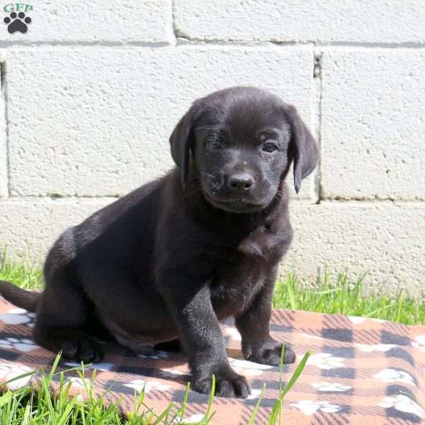 Carson, Black Labrador Retriever Puppy