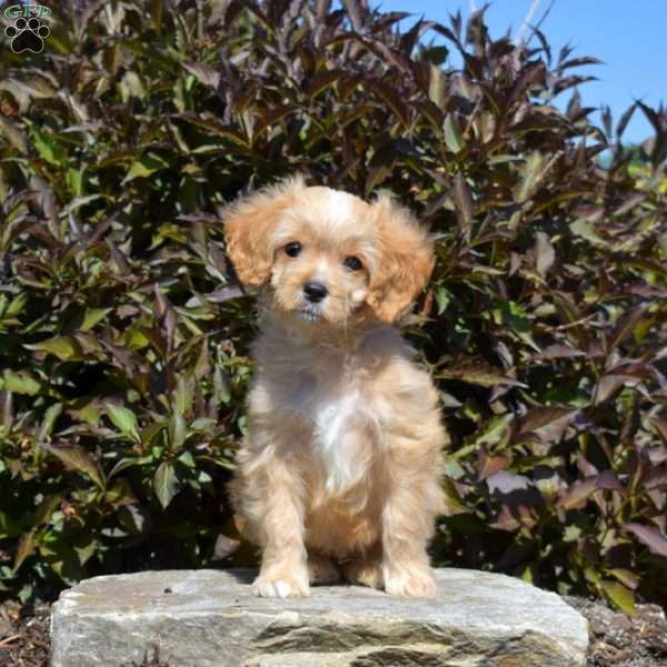 Carson, Cavapoo Puppy