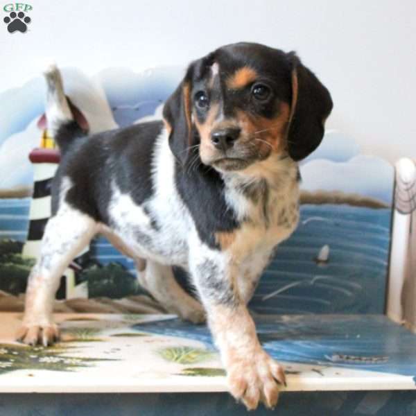 Carter, Beagle Mix Puppy