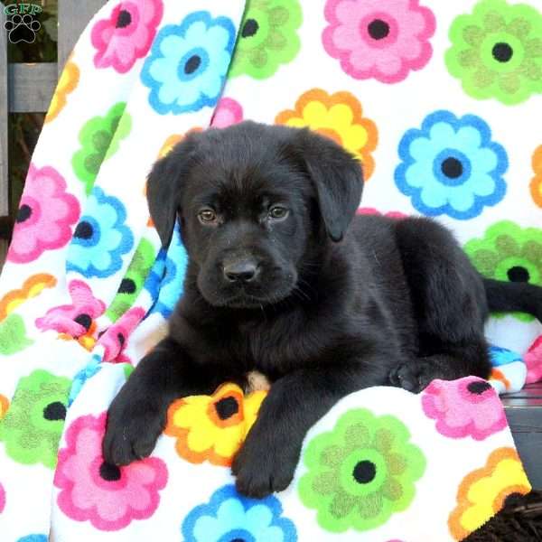 Carter, Black Labrador Retriever Puppy