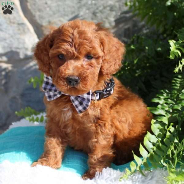 Carter, Miniature Poodle Puppy