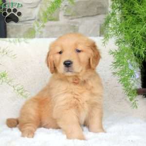 Carter, Golden Retriever Puppy