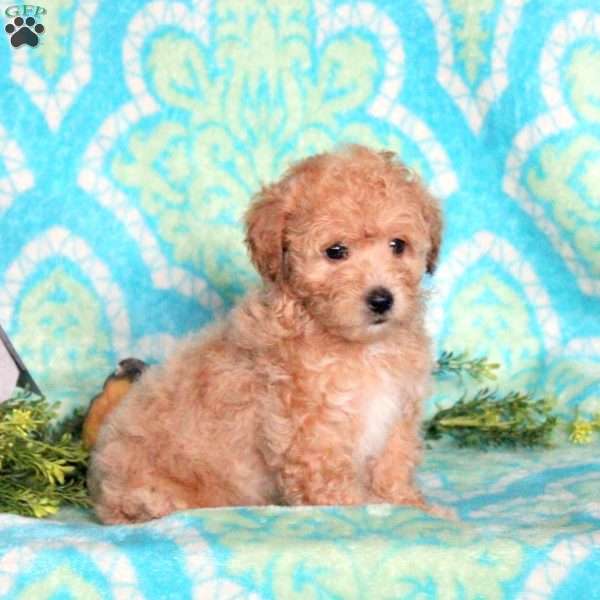 Casey, Miniature Poodle Puppy