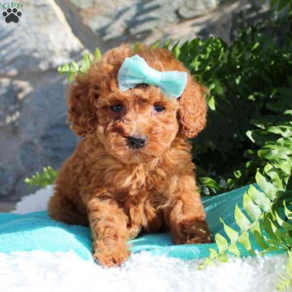 Cassandra, Miniature Poodle Puppy