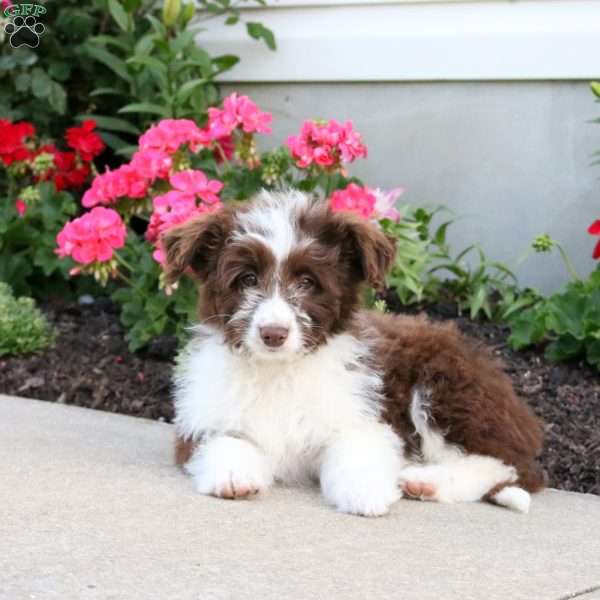 Cassandra, Mini Aussiedoodle Puppy