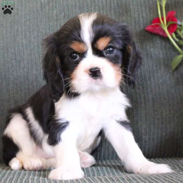 Cassie, Cavalier King Charles Spaniel Puppy